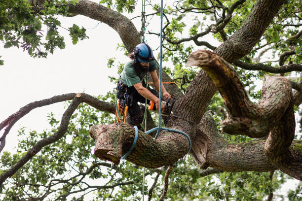 Best Utility Line Clearance  in Manawa, WI