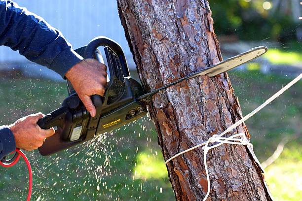 Reliable Manawa, WI Tree Services Solutions