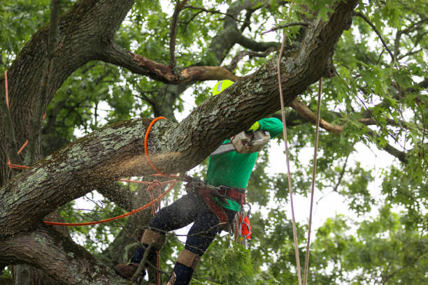 Best Tree Planting  in Manawa, WI